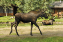 moose walking